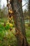 Tree trunk entwined with wild hops in a marshland