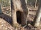 Tree trunk in forest with hollow hole and brown leaves