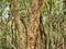 Tree trunk in a forest with interesting bark texture