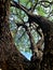 Tree Trunk Formed  Opening Desert Mesquite Tree  Wood Bark Curved Limbs Nature Photography