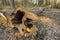 Tree trunk of a freshly cut beech