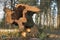 Tree trunk of a freshly cut beech