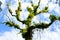 Tree trunk full of epiphyte plants