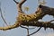 Tree trunk full of thorny branches