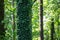 Tree trunk  fully covered in creeping vine