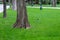 Tree trunk and green lawn in the park.