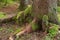 Tree trunk with green moss