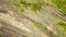 Tree trunk with green moss in natural light during summer season. Close up. Top view. Pan.