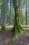 Tree trunk with green moss, sunlight and blue sky