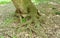 Tree trunk with green moss on the trunk and roots exposed