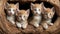 Tree Trunk Hideout: Adorable Kittens Finding Shelter in Nature