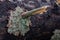 Tree trunk infested with bark beetle. Tree trunk eaten by forest parasite