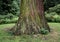 Tree Trunk - Large Diameter Close-up