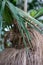 Tree trunk and leaf of cuban coconut palm coccothrinax crinata arecaceae