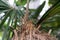 Tree trunk and leaf of cuban coconut palm coccothrinax crinata arecaceae