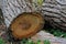Tree trunk in lenga beech tree forest, Nothofagus Pumilio, Reserva Nacional Laguna Parrillar, Chile