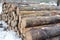 Tree trunk logs with bark in a forest after forest felling or tree clearing in winter