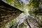 Tree trunk looking skyward