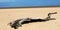 Tree trunk lying on deserted beach desert