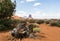 Tree trunk, Monument Valley panorama - Arizona, AZ