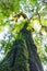 Tree trunk with moss and orchid in rainforest under view at Doi