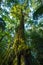 Tree trunk with moss and orchid in rainforest under view at Doi