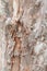 Tree trunk nature. bark texture pattern wood for background image vertical