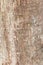 Tree trunk nature. bark texture pattern wood for background image vertical