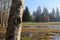 Tree trunk near flooded park grasses