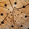 Tree trunk with nesting holes