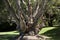 Tree trunk of an old gnarly Melaleuca leucadendra tree