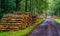 Tree trunk piles with a muddy forest road in the liesbos of Breda, The netherlands