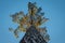 Tree trunk of pine tree against clear sky