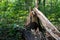 Tree trunk remains broken after storm with heavy winds