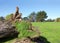 Tree trunk ripped from the ground due to wind damage