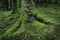 Tree trunk with roots covered with moss growing on forest floor