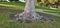 tree trunk with roots on a lawn in a park with a white arbor