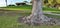 tree trunk with roots on a lawn in a park with a white arbor