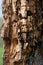 Tree trunk rotting with woodpecker holes