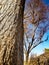 Tree trunk in shiny day