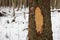 Tree trunk structure bark sapwood texture in the winter forest