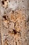 Tree trunk texture damaged by woodworm