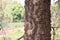Tree trunk thorny forest of bombax ceiba tree or Cotton Tree