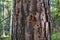 Tree trunk with traces of woodpecker hollowing. Holes in the tree that the woodpecker made