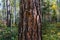 Tree trunk with traces of woodpecker hollowing. Holes in the tree that the woodpecker made