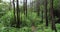 Tree trunk in tropical forest