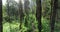 Tree trunk in tropical forest