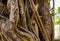 Tree trunk twisted vine natural background, brown texture