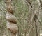 Tree trunk twisted by vines