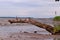 tree trunk washed away by the western Odra River